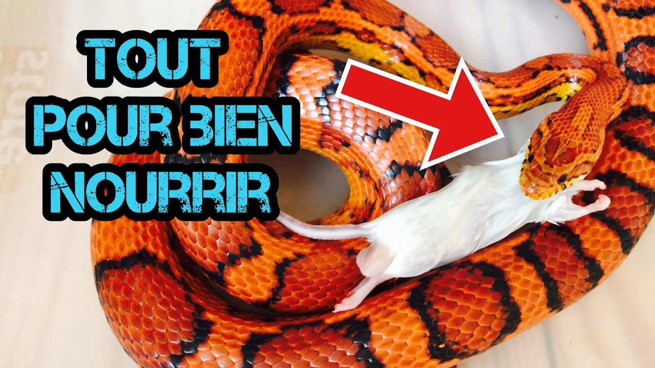 pantherophis guttatus : nourrissage pour les débutants