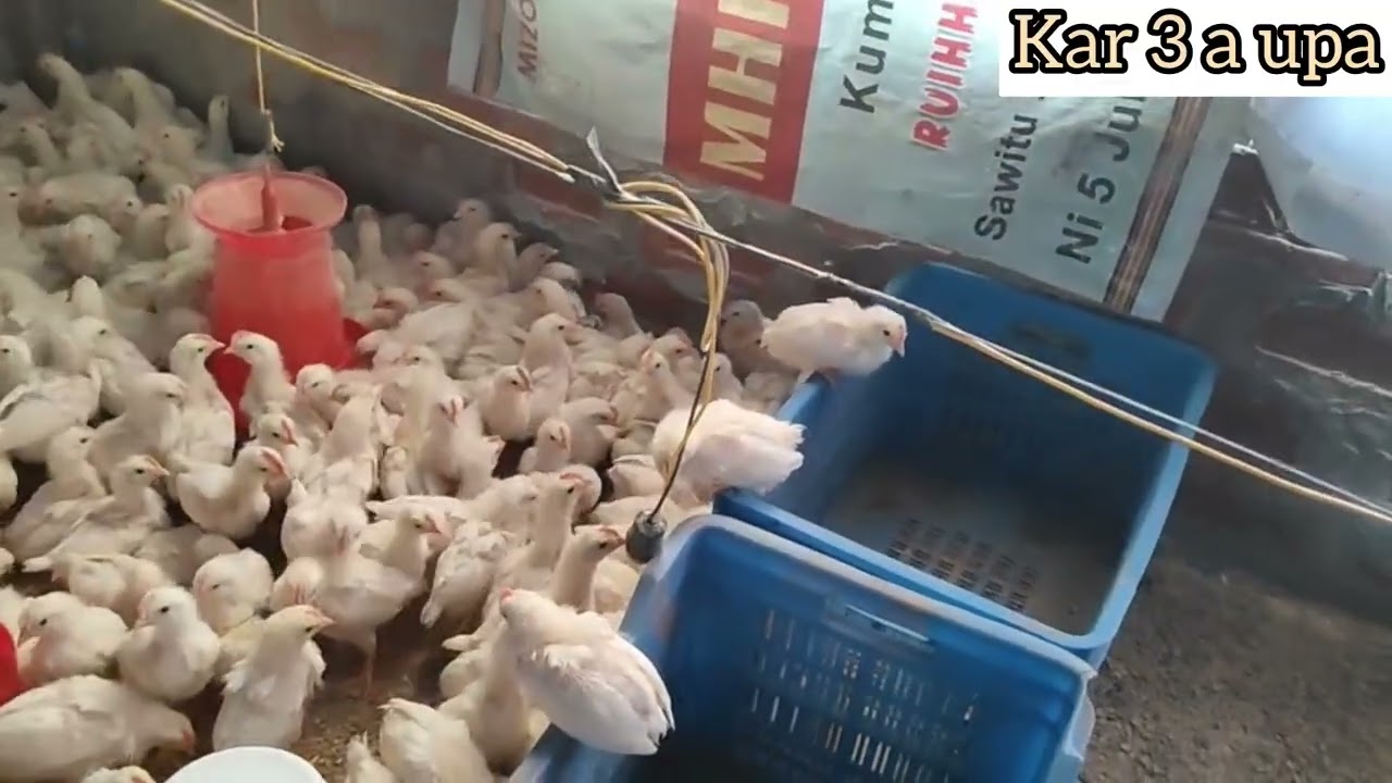 Ar vaccine pek leh an awmna sawn #whiteleghorn #poultry 