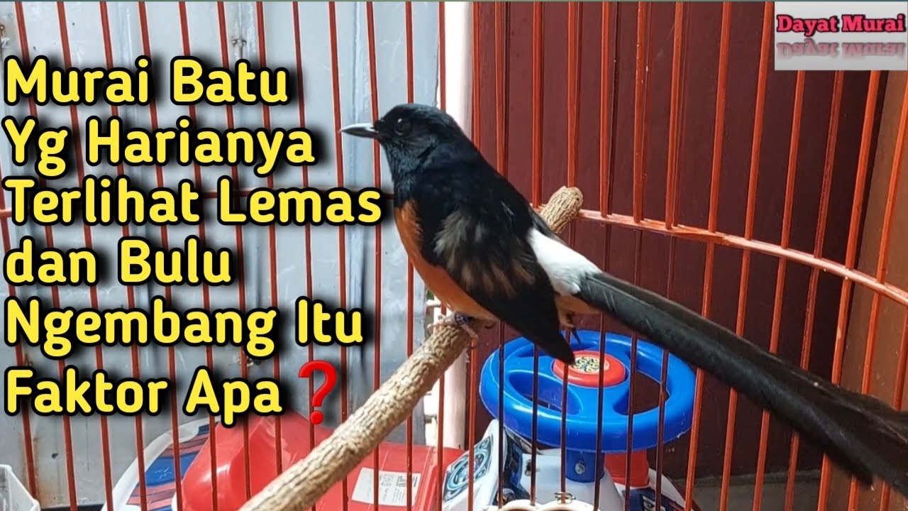 Murai Batu Yg Harianya Terlihat Lemas dan Bulu Ngembang Itu Faktor Apa❓️