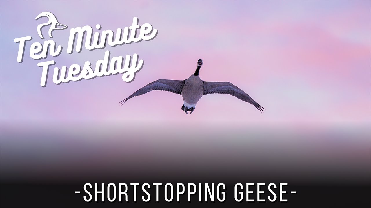Ten Minute Tuesday: Shortstopping Geese, Budget Hunting