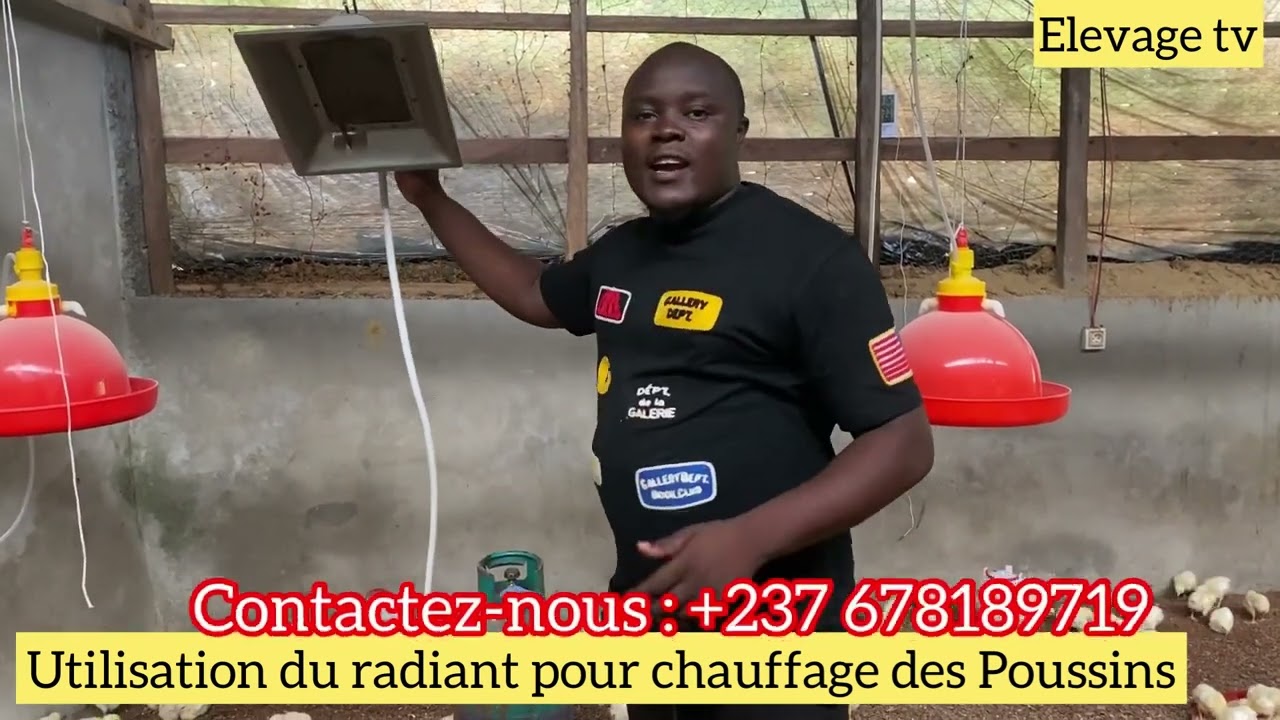 Chauffage des poussins utilisation du radiant à gaz