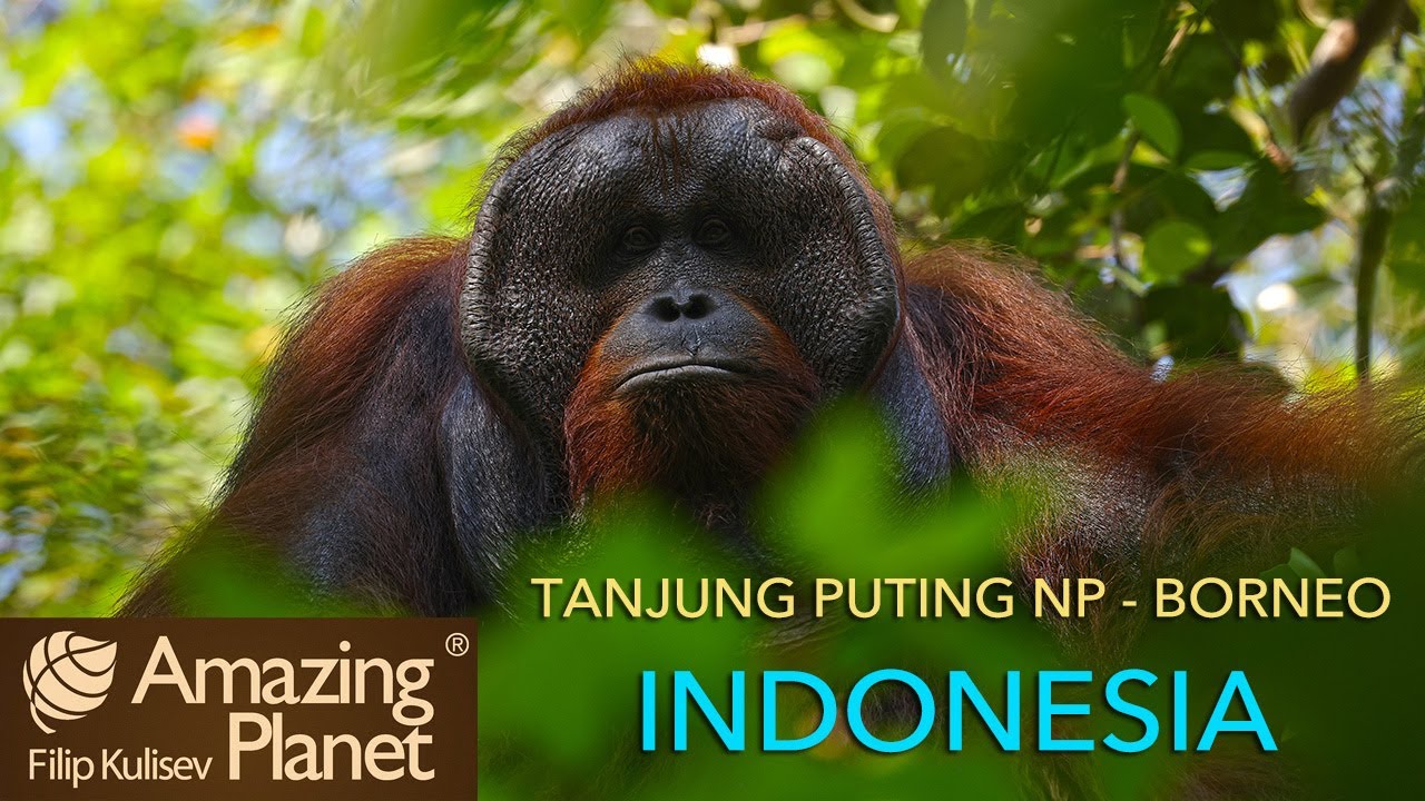 Tanjung Puting National Park, Borneo, Indonesia : Amazing Planet (4K) 2025