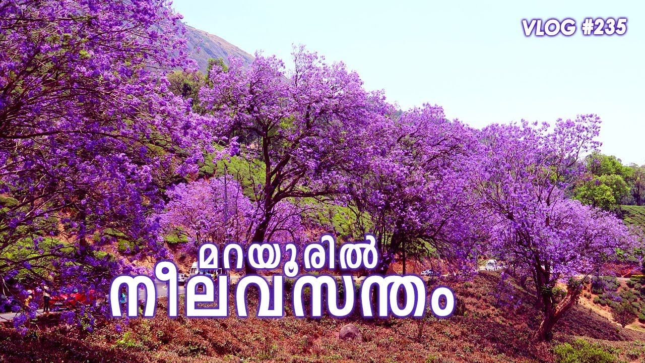 Mind blowing 🌸 Jacaranda Blossom in Munnar- Marayur road 🌲കിടിലൻ കാഴ്ച ♥ Spring season 🔥 Vlog #235😎