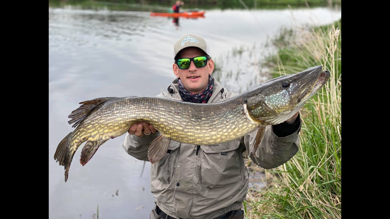 K&AElig;MPE GEDDER!!!! Med flue i Guden&aring;en - Pike Fishing