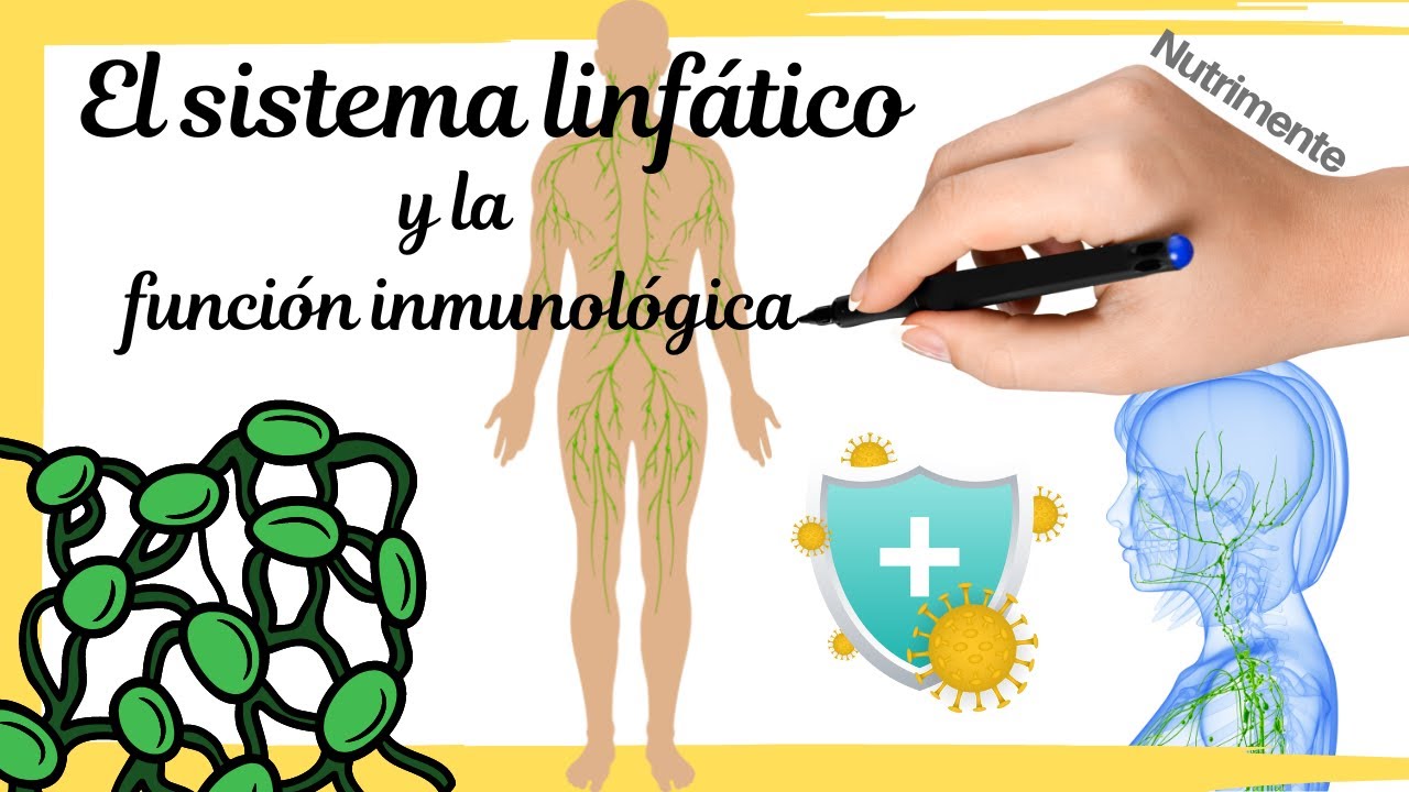 El sistema linfático y la función inmunológica