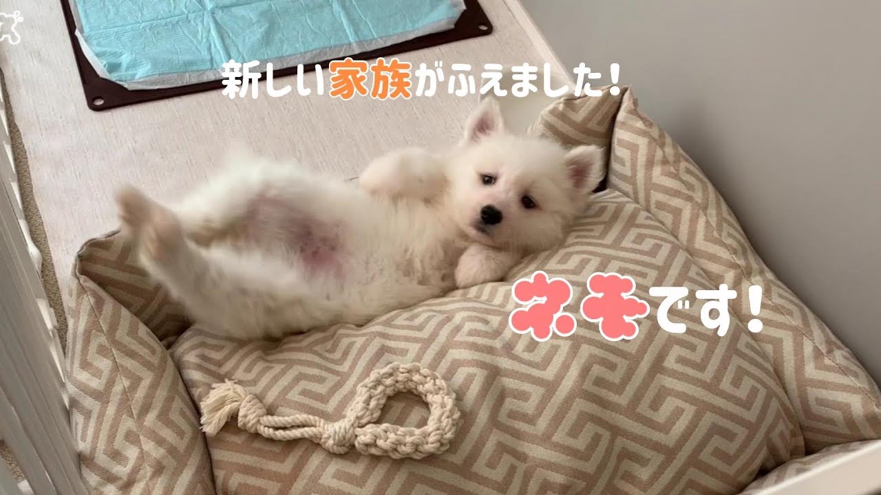 新しい家族がふえました！モフモフズ結成の日