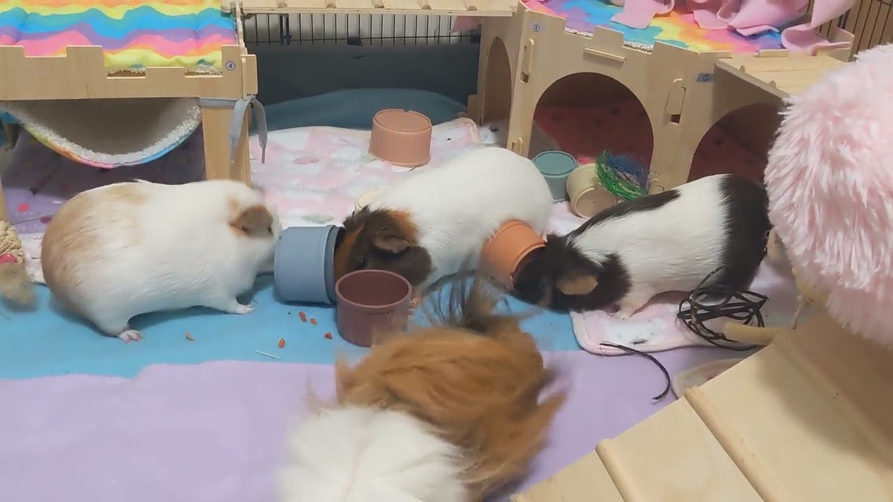 Fat guinea pigs rely on fatter guinea pig to play with stacking cups