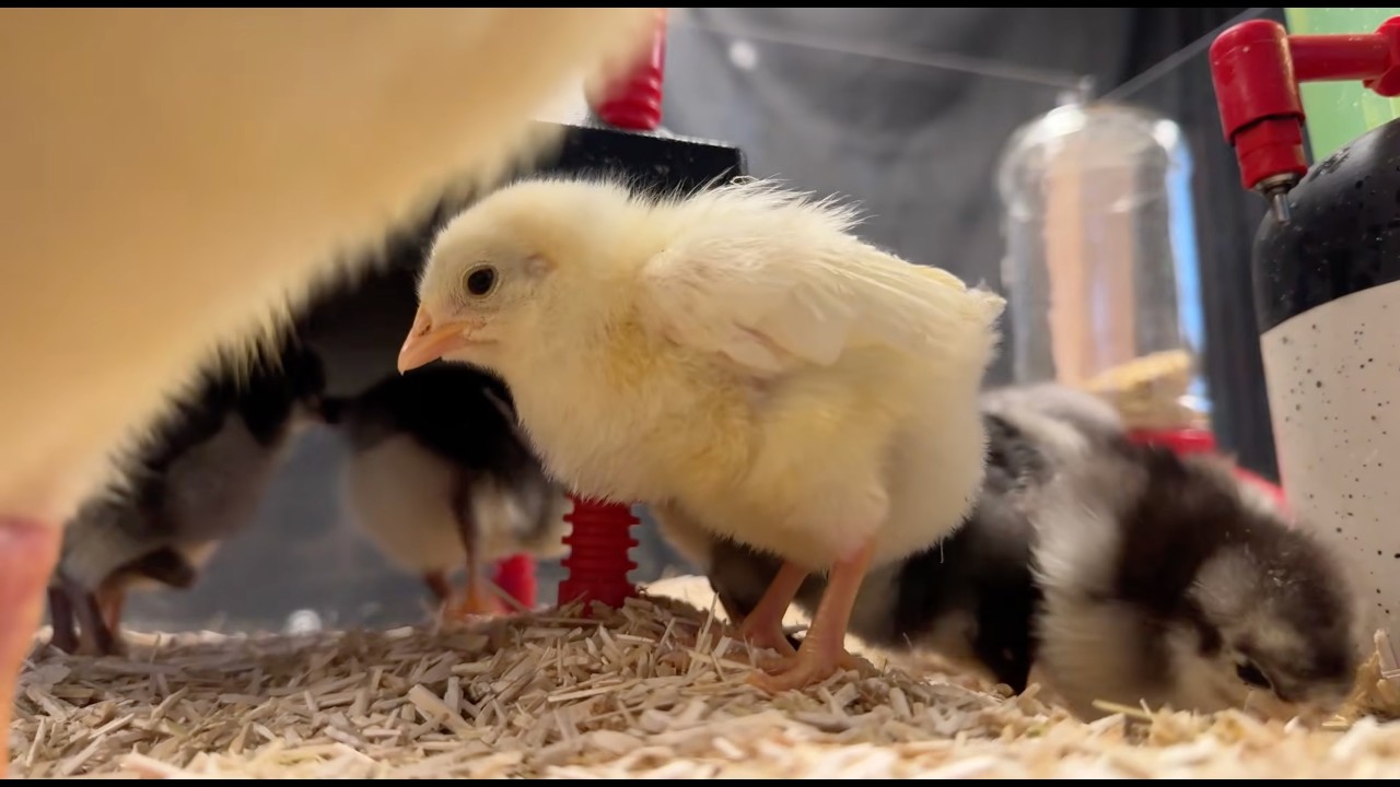 🔴 Baby Chick LIVE Cam 🐥 | Relaxing Chicken ASMR 🔵 -- Carolina Coops