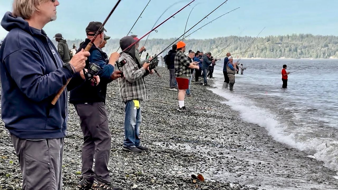Pink Salmon 2025 - Seattle’s Lincoln Park Beach 
