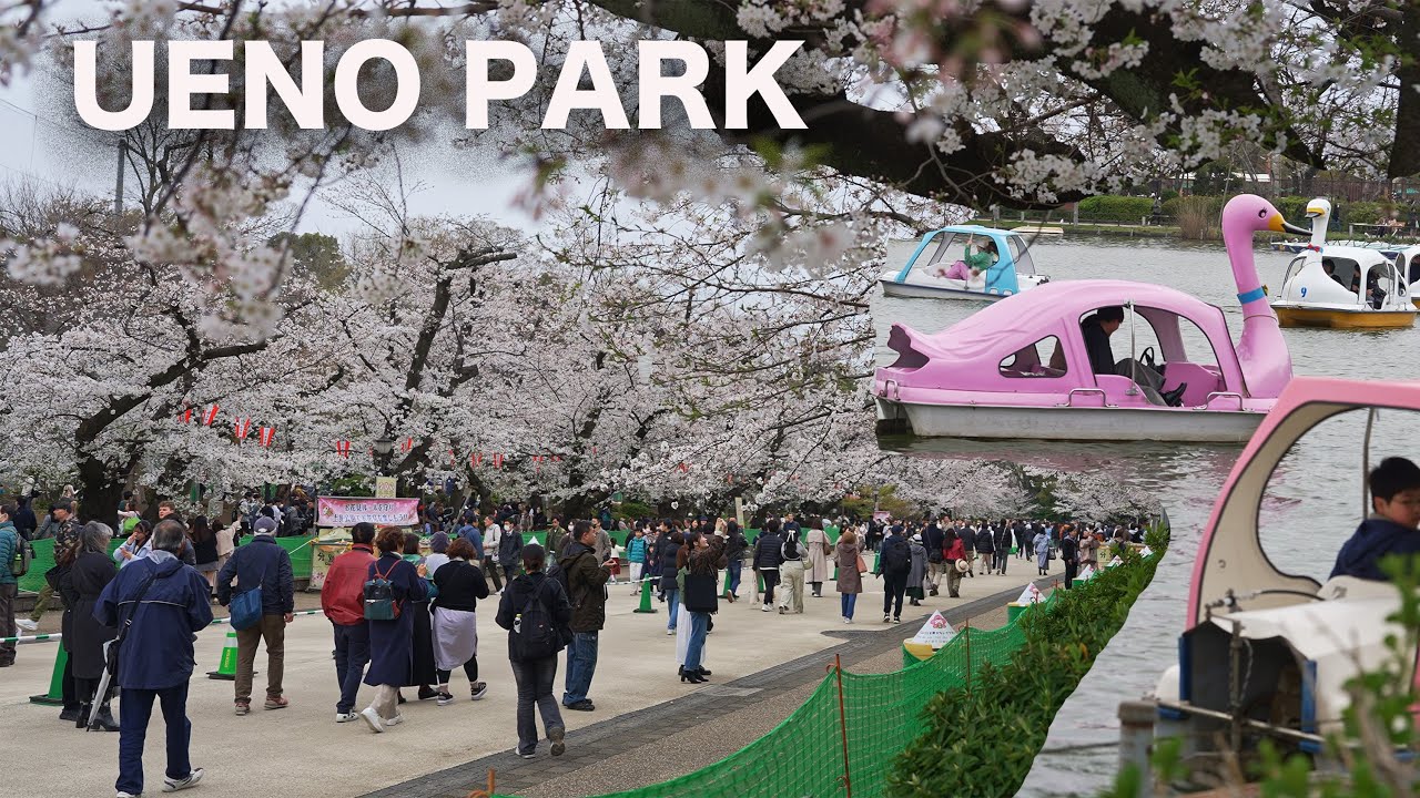 Exploring Tokyo's Ueno Park: Cherry Blossoms, Temples, and Hidden Gems! 🌸