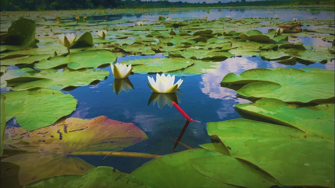¡Nadie pescaba en este lago desde hace 70 años! Tremendos peces y sorpresas