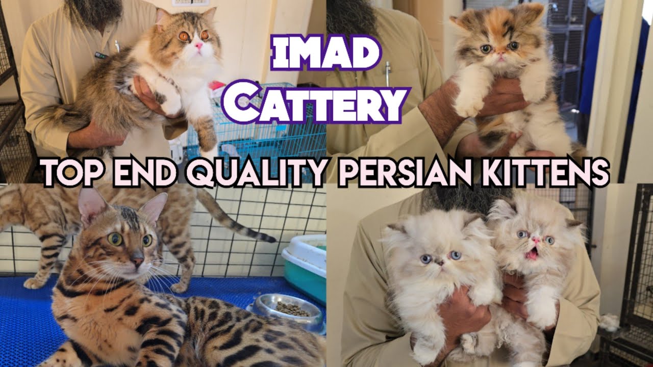Top end Quality Persian kittens & cat's available at imad Cattery hyderabad extreme punch face cat