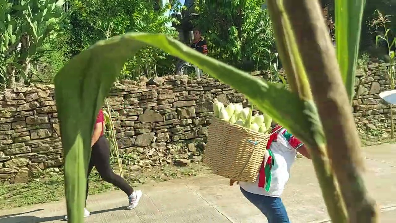 Carrera de elotes