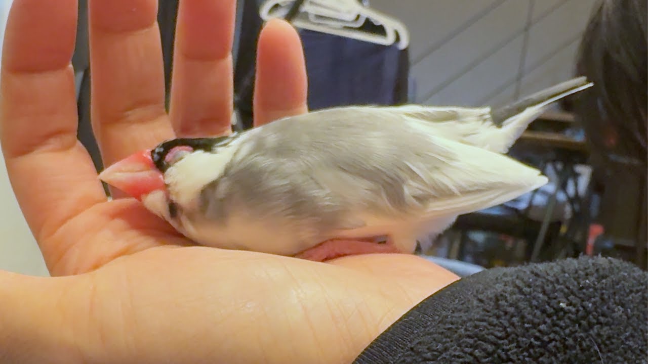飼い主に気を許しすぎてぺったんこになってしまう文鳥