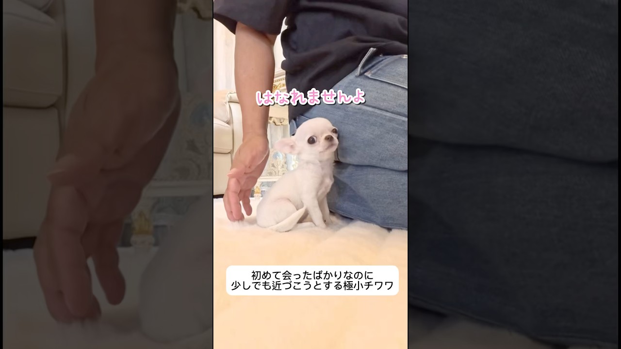 絶対に離れようとしない極小チワワさん　#dog #チワワ #chihuahuafanclub #chihuahua #犬のいる生活 #愛犬 #犬のいる暮らし #犬 #極小チワワ
