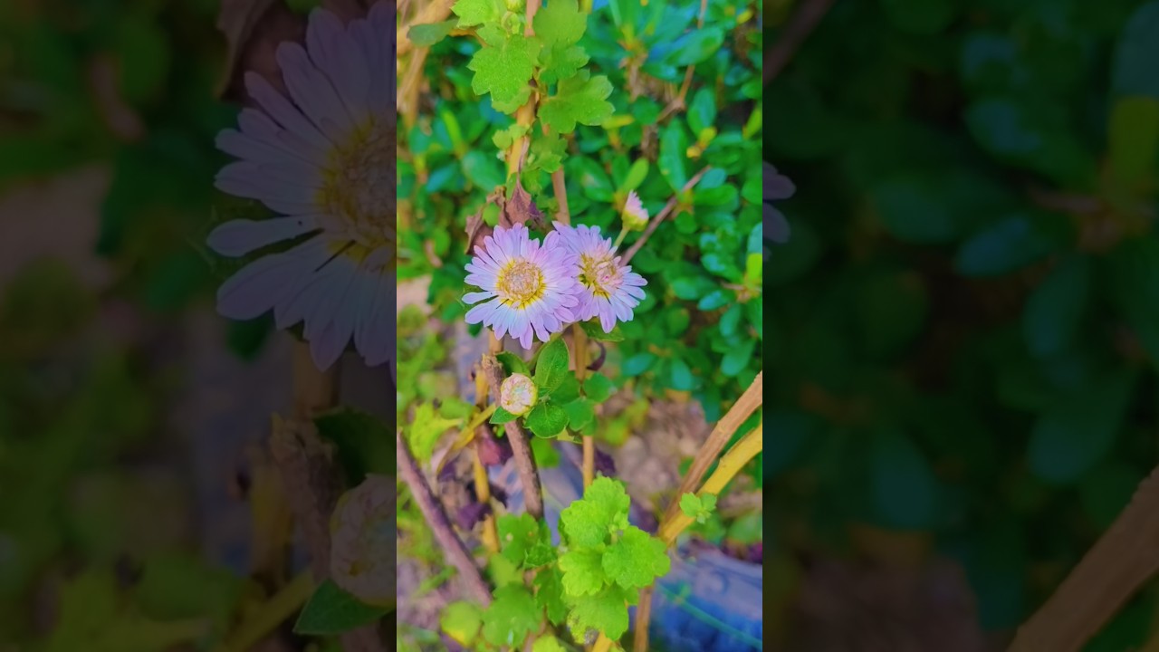 morning capture with Birds sound 