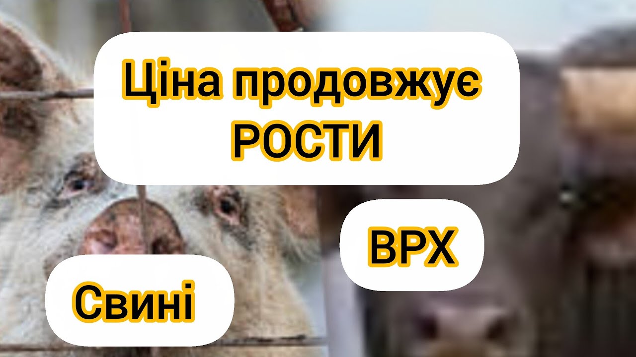 ЦІНА ЖИВА ВАГА ЯКІ ЗМІНИ СВИНІ, ВРХ РАДУЄ 