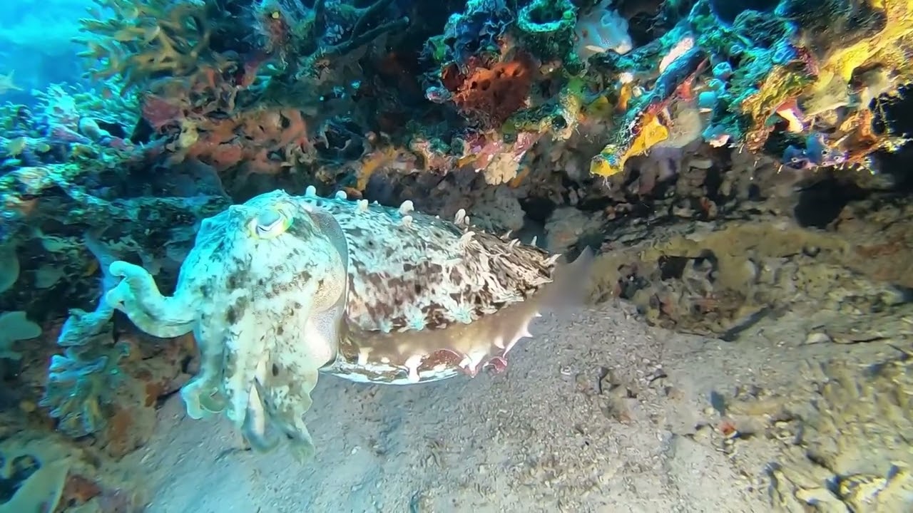 Proco Island, das vergessene Paradies…