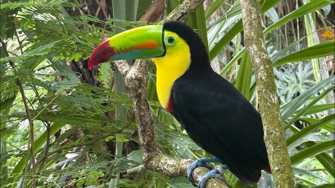 Costa Rica New Years 2026 