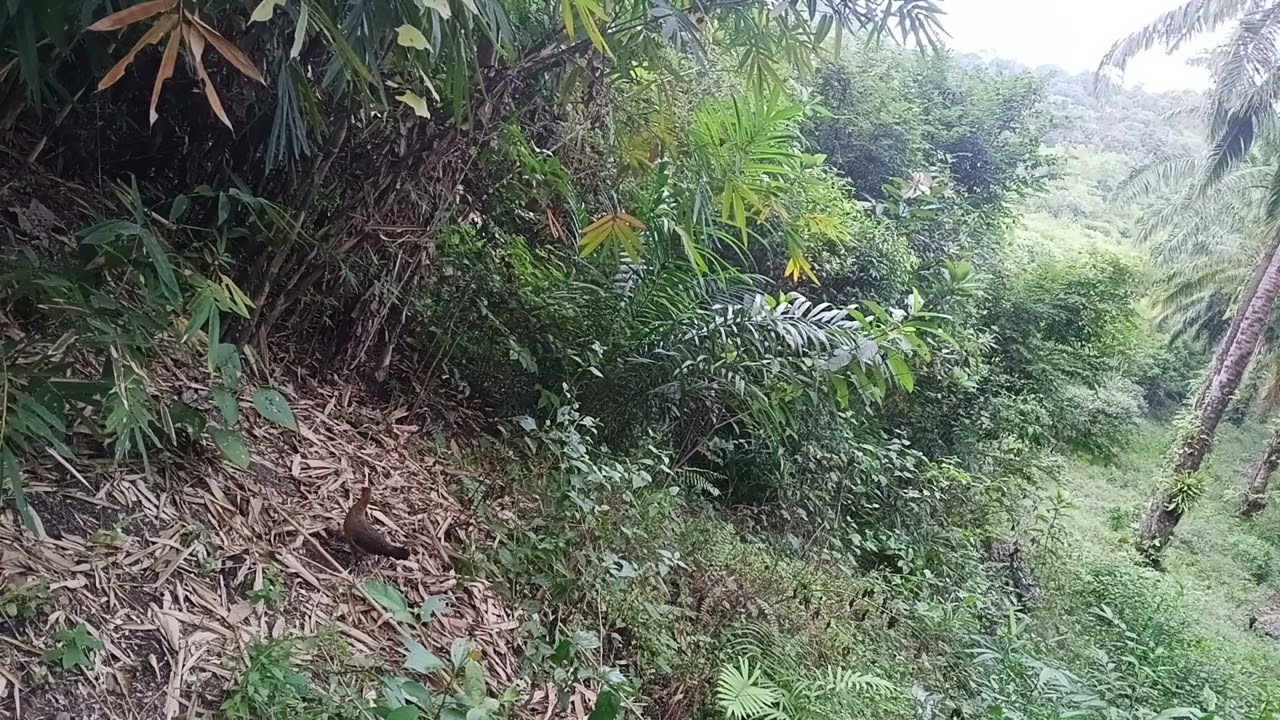 นางปากจัดสายร้องทุ่งตะโก