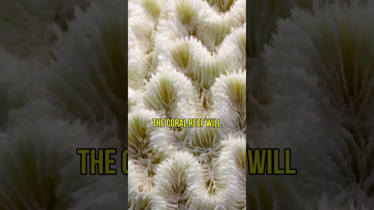 When Coral Reef Goes White: The Bleaching Effect