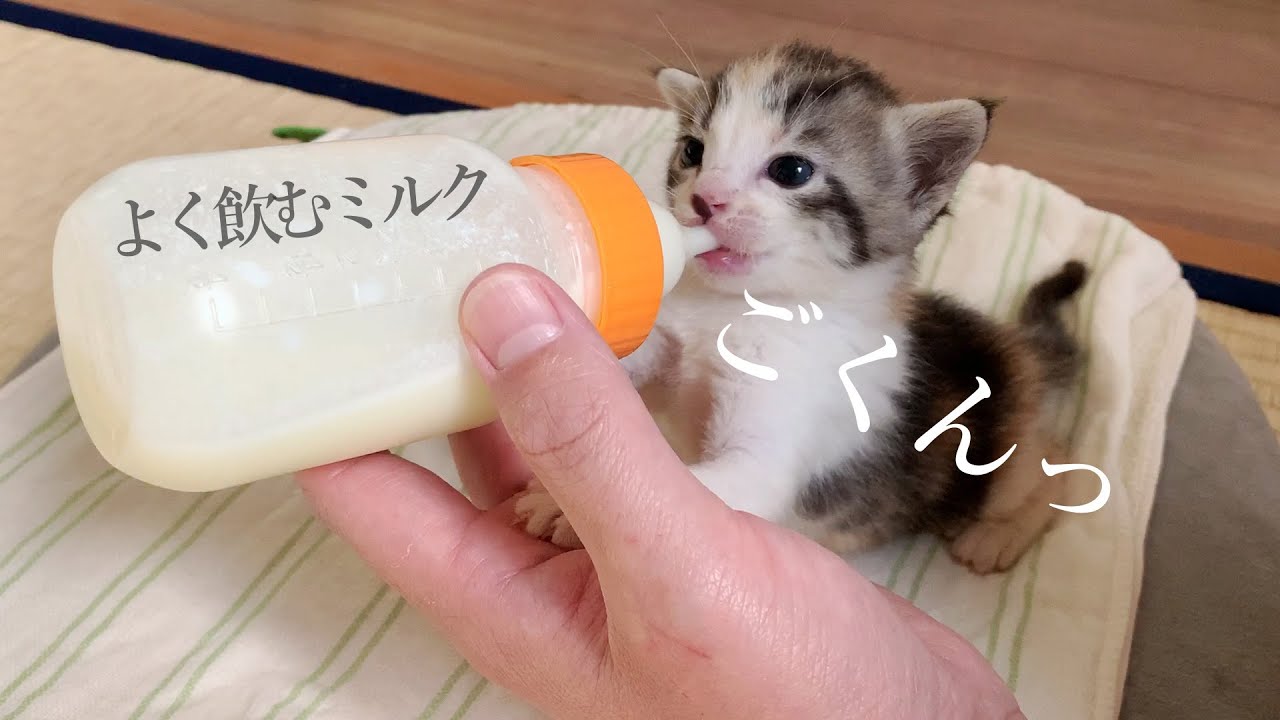 〈子猫のミルク〉安定の飲みっぷり♪モクモクと飲み続ける子猫たちがかわいすぎる★11日目〈保護猫〉～Kitten growth record～