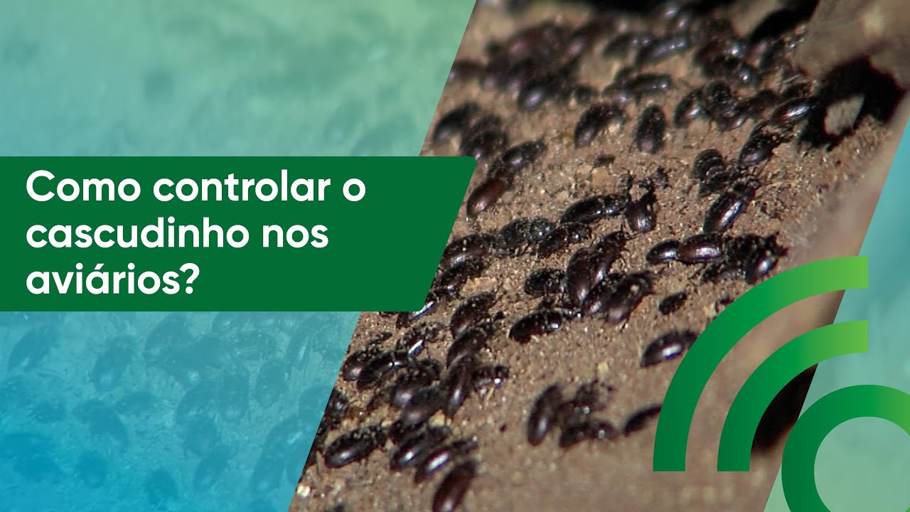Como controlar o cascudinho nos aviários? #OurofinoEmCampo I 06/02/2023