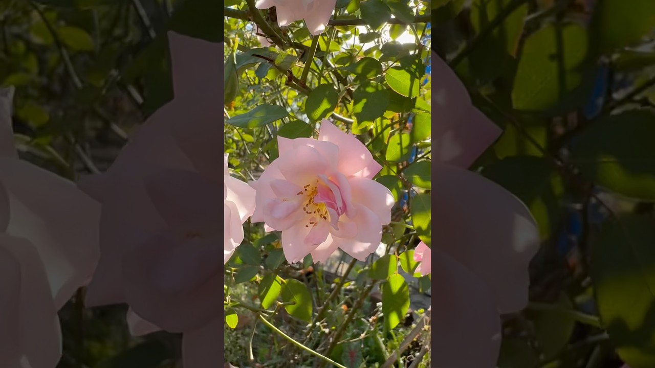 White & Pink Rose Flowers Blooming 