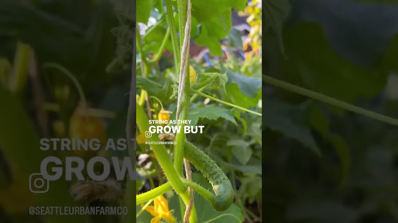 Growing cucumbers on a string trellis!