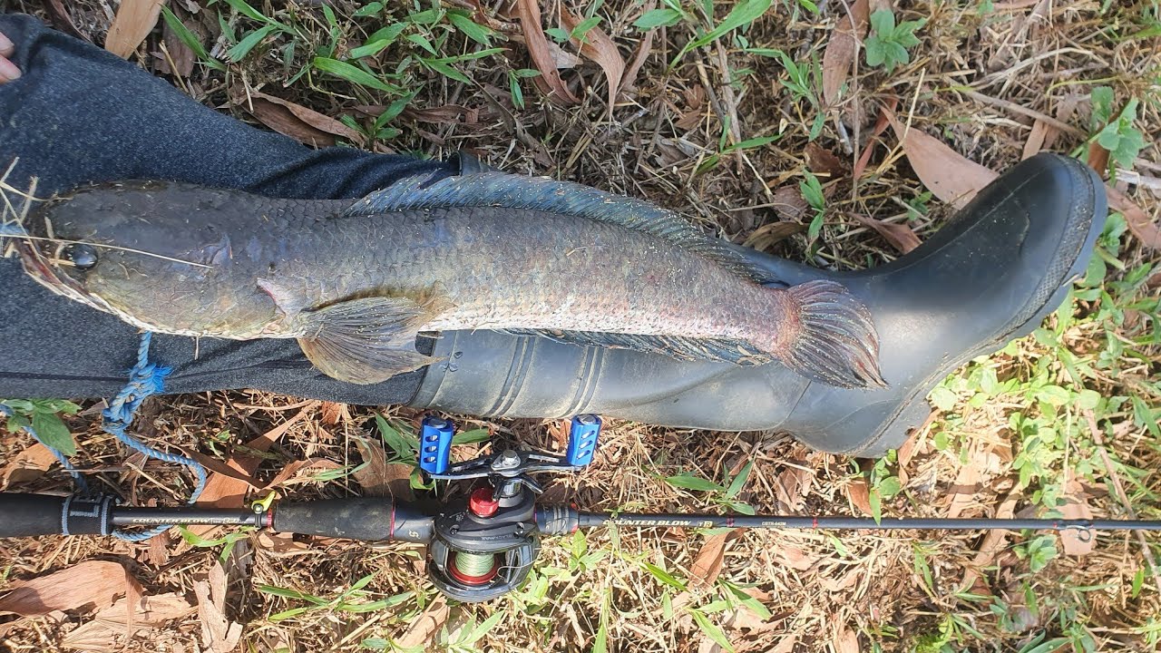 SUNGAI KECIL YANG MANTAP | CASTING GABUS TEPAT DI SARANG NYA