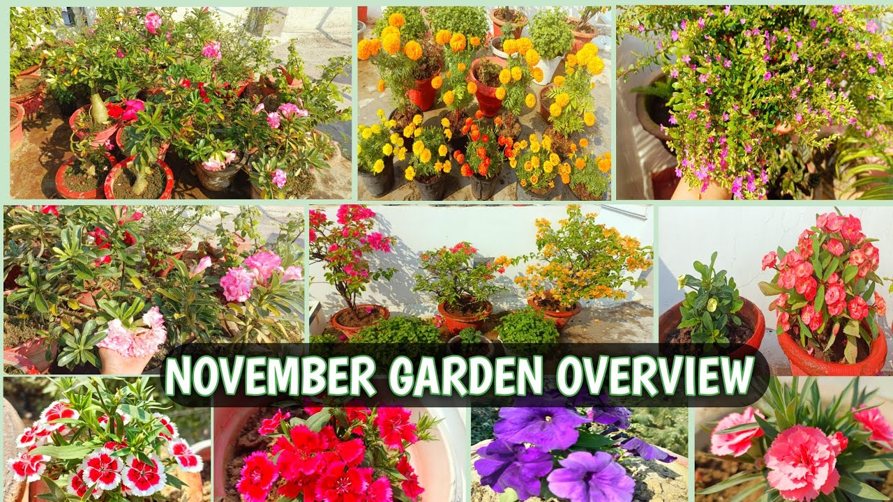 NOVEMBER GARDEN OVERVIEW | INDIAN TERRACE GARDEN OVERVIEW IN HINDI 🌸🌹