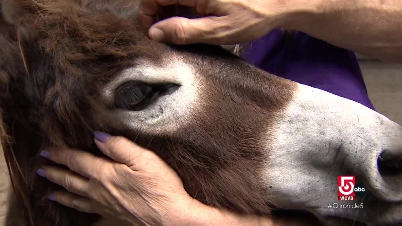 Reviving Davoll’s General Store in Dartmouth, Massachusetts and rescuing donkeys in need at Peace...