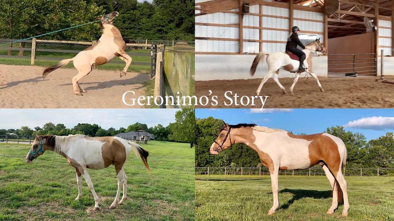GETTING AN UNHANDLED HORSE READY TO RIDE // Geronimo’s Story