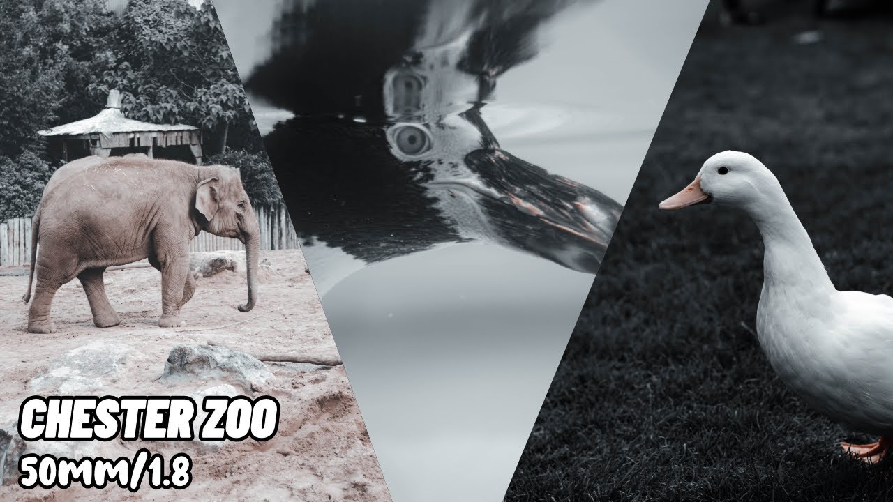 Chester Zoo POV Photography | Animal Photography - 50mm f1.8