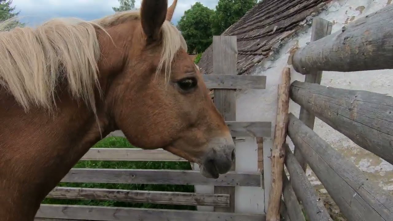 Úprava (strouhání) kopyt u koně plemene Hafling i s výkladem v podání profesionála.