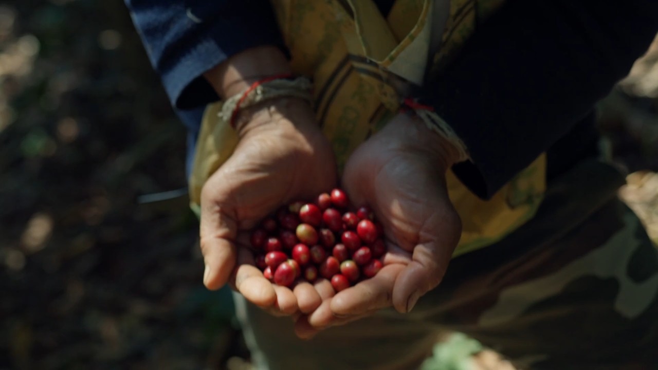 kafepa’ Coffee is a unique Lao Organic coffee that is grown by the “Agro-forestry” method.