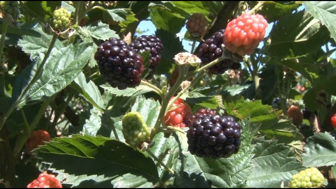 Produção agroecológica de pequenas frutas - Programa Rio Grande Rural