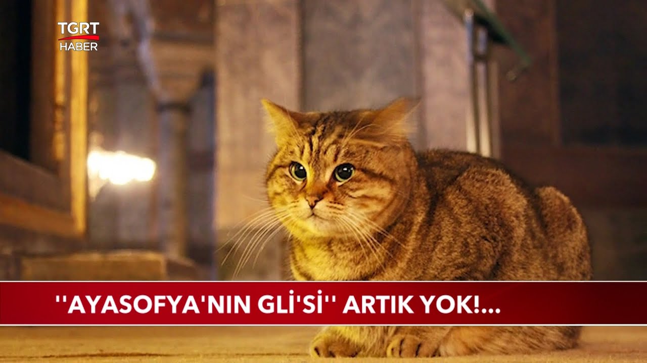 Ayasofya'nın Meşhur Kedisi Gli Hayatını Kaybetti