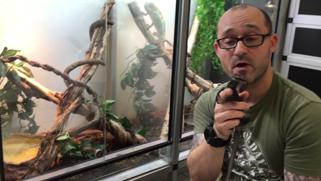 Comment apprivoiser un varan ? (Varanus beccarii)