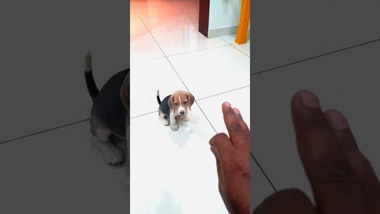 Beagle puppy training | 6 weeks old beagle puppy #dog #beagle #cutepuppy #puppy #shorts