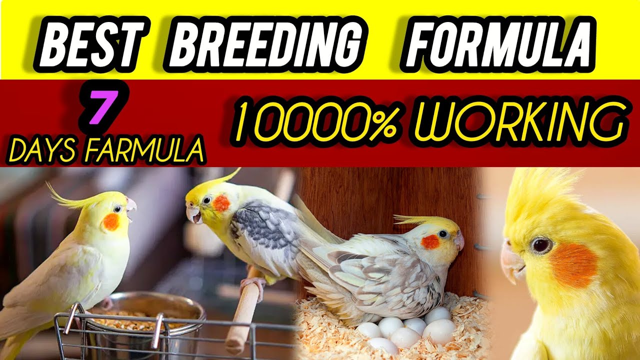 Cockatiel Breeding Tips 2026 | Special Winter Breeding Formula | 15 Days Guaranteed Results