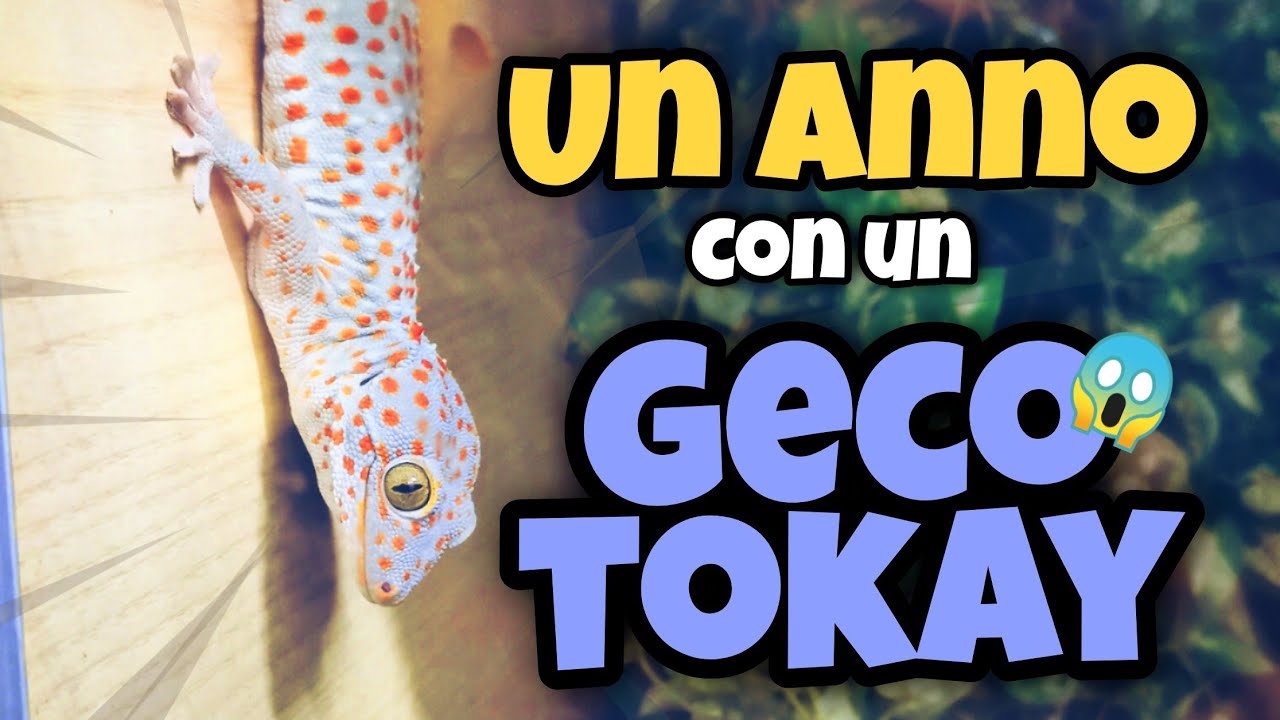 Un ANNO con un GECO TOKAY