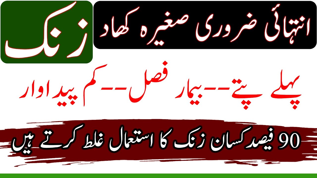 Zinc deficiency in plants|How to use micronutrients zinc|Role of zinc in plants|زنک کی کمی صرف تباہی