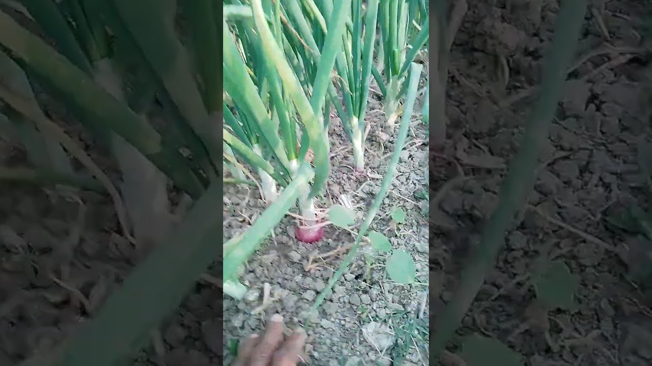 আমার 68 দিনের হালি পেঁয়াজ