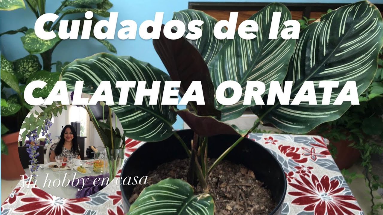 CALATHEA ORNATA, todo sobre los cuídados, riego y reproducción