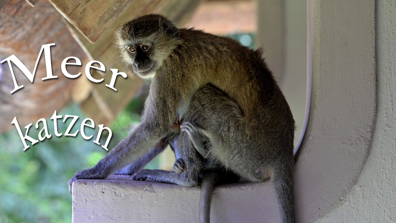 Verspielte Meerkatzen in der Chobe Safari Lodge in Botswana (2026)