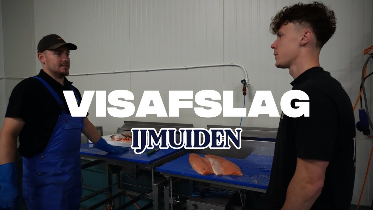 Exclusief Kijkje Op De Visafslag in Ijmuiden