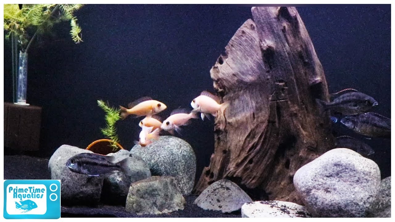 Sand Showdown: Pool Filter Sand vs Nat Geo Aquarium Sand