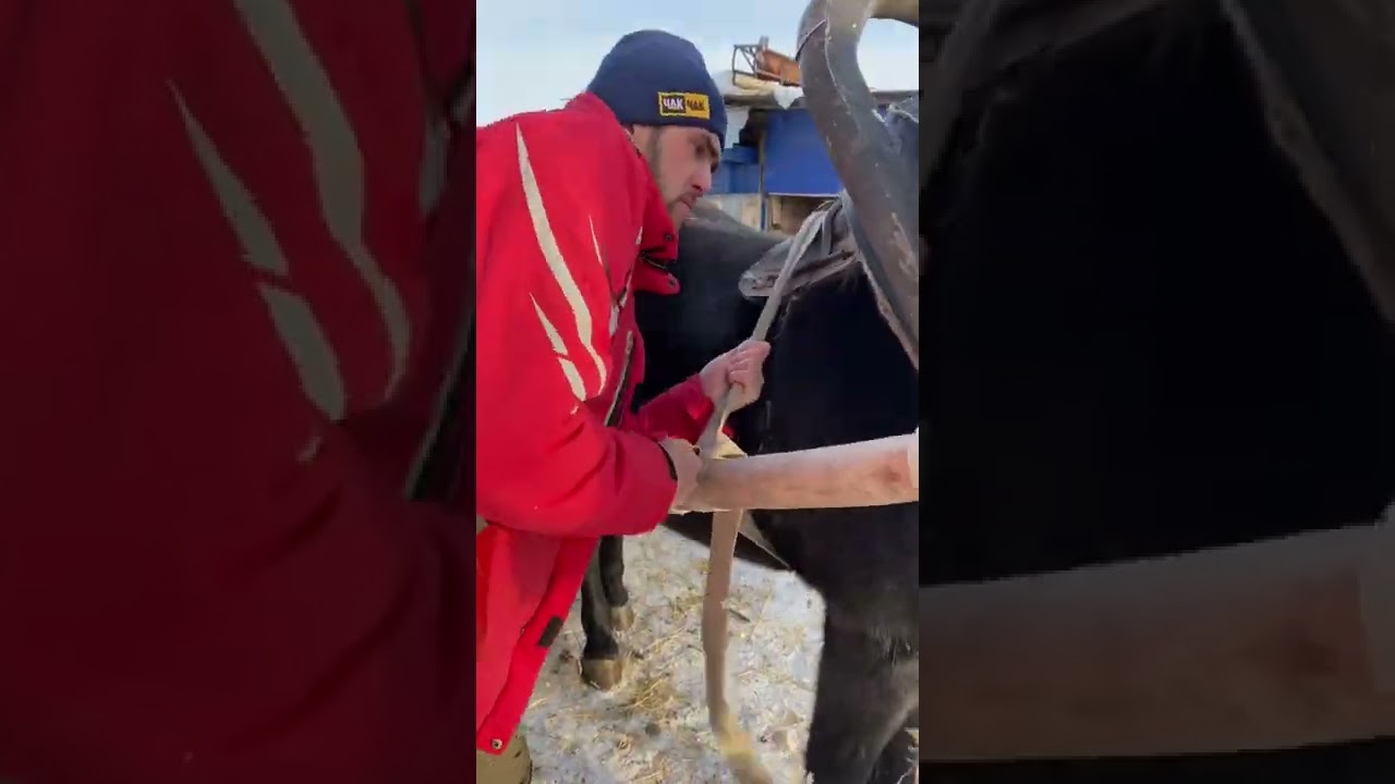 Запрягаем лошадь