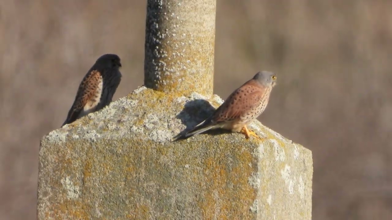 Pareja de CERNÍCALOs VULGARes buscando...sombra, ayer...